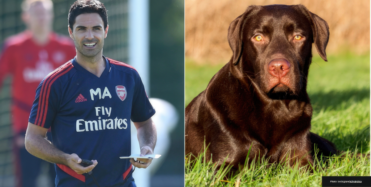 Mikel Arteta hires dog to uplift spirits at Arsenal training 🐶