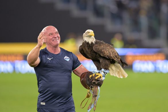 lazio falconer